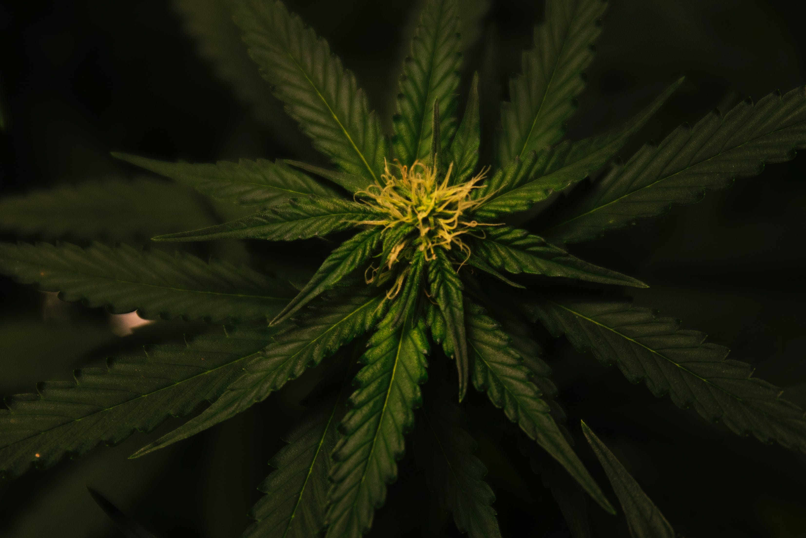 El CBD y su efecto en el apetito: ¿Puede el CBD suprimir o estimular el apetito?